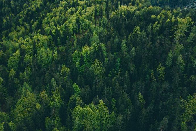 aerial view of trees