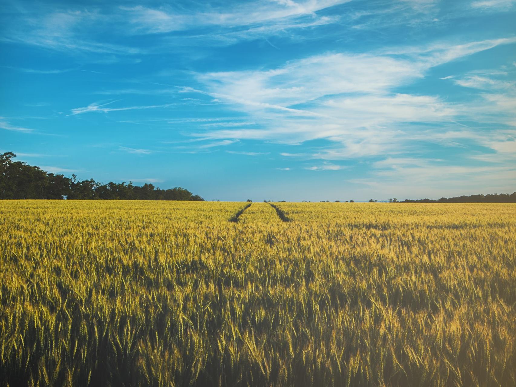 landscape photography of grass field